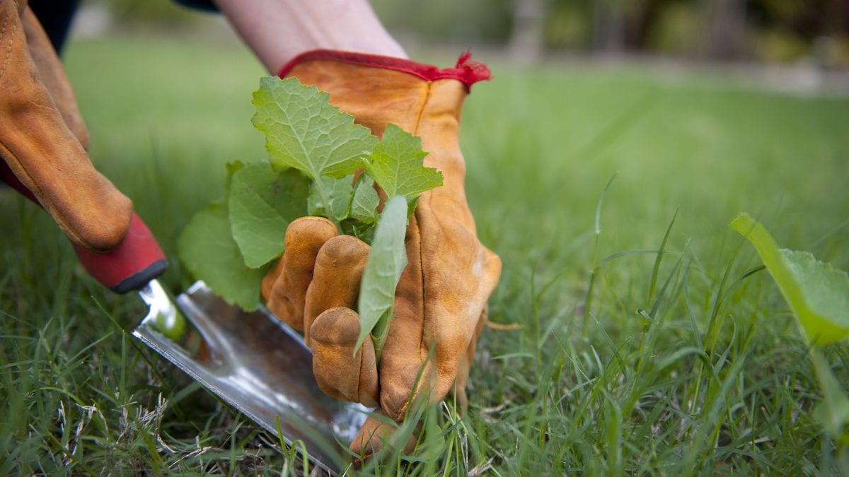 weeds being pulled by hand
