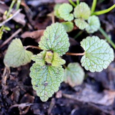 Henbit is one of the annoying broadleaf weeds affecting Tupelo, MS lawns this fall.