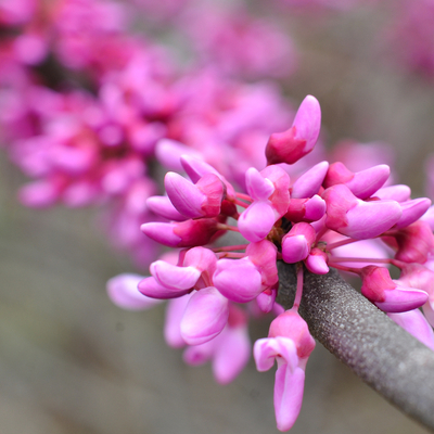 Give your flowering trees, like this eastern redbud, the care they need with tree care services from TruGreen Midsouth.