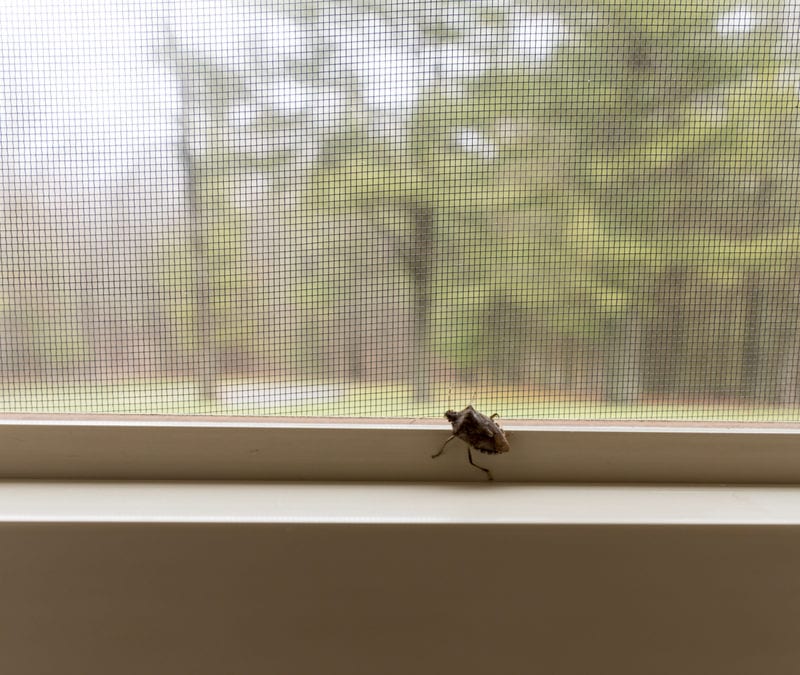 stink bug on a window sill