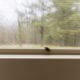 stink bug on a window sill