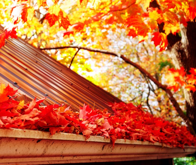 red leaves in a gutter