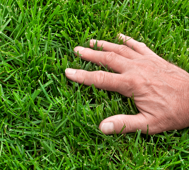 hand on healthy grass