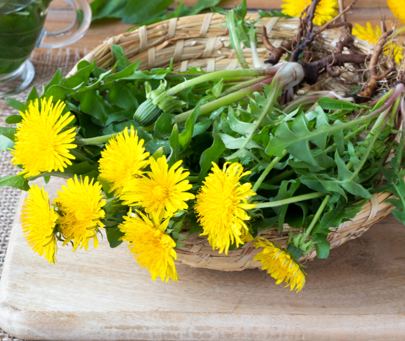 dandelions on a plate