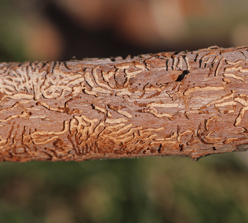 dutch elm disease on a tree
