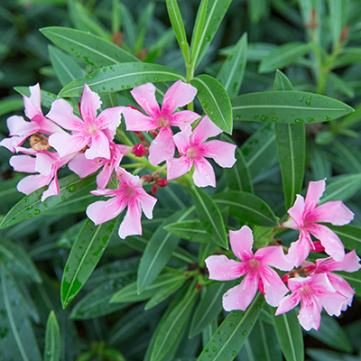 Best Shrubs To Grow In Louisiana | TruGreen Midsouth