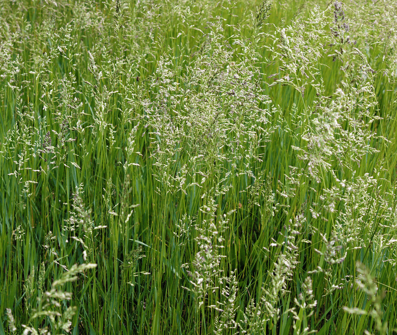 tall fescue grass