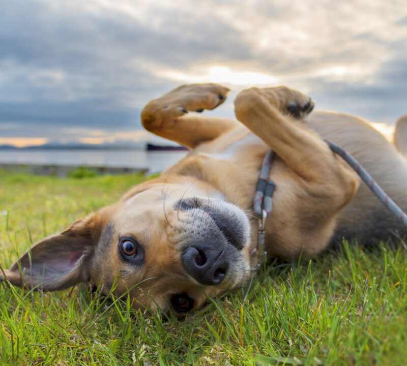 dog rolling on grass